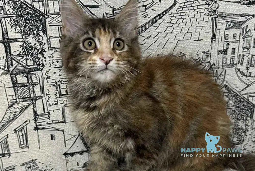 Fima Maine Coon female black tortie tabby live animals