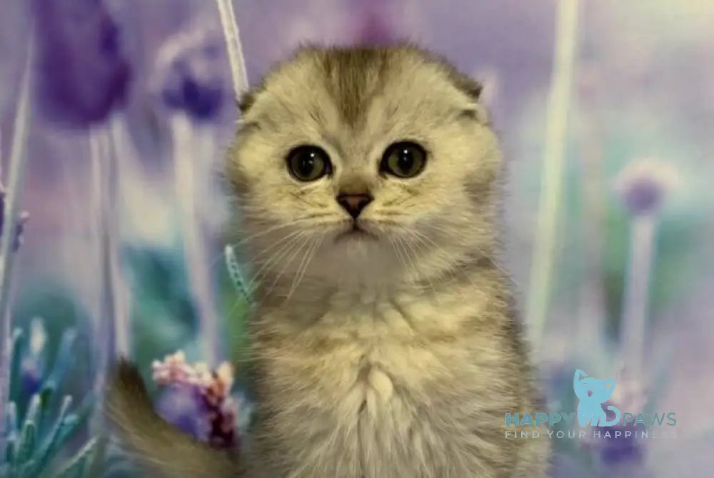 Fima Scottish Fold male black silver ticked tabby live animals