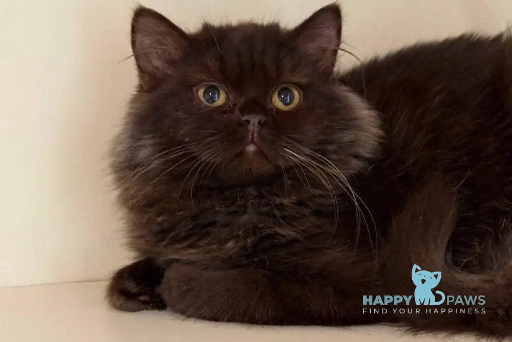Finik British Longhair male chocolate - live animals
