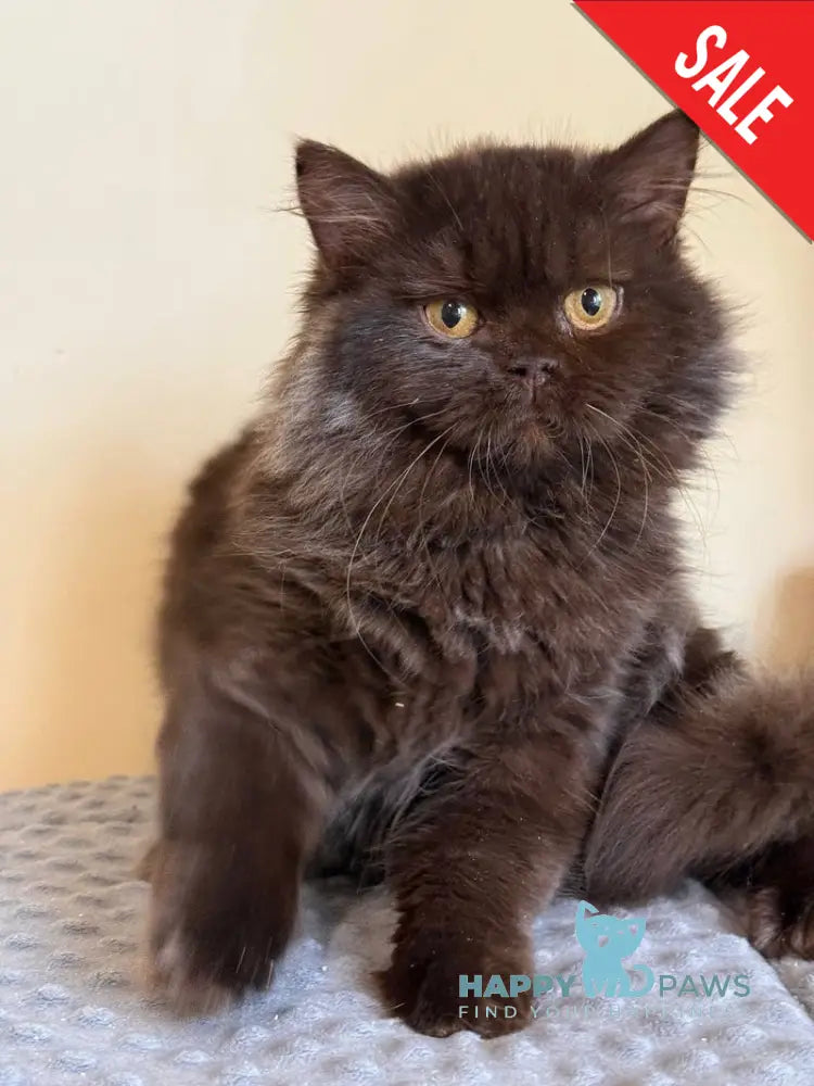 Finik British Longhair male chocolate - live animals