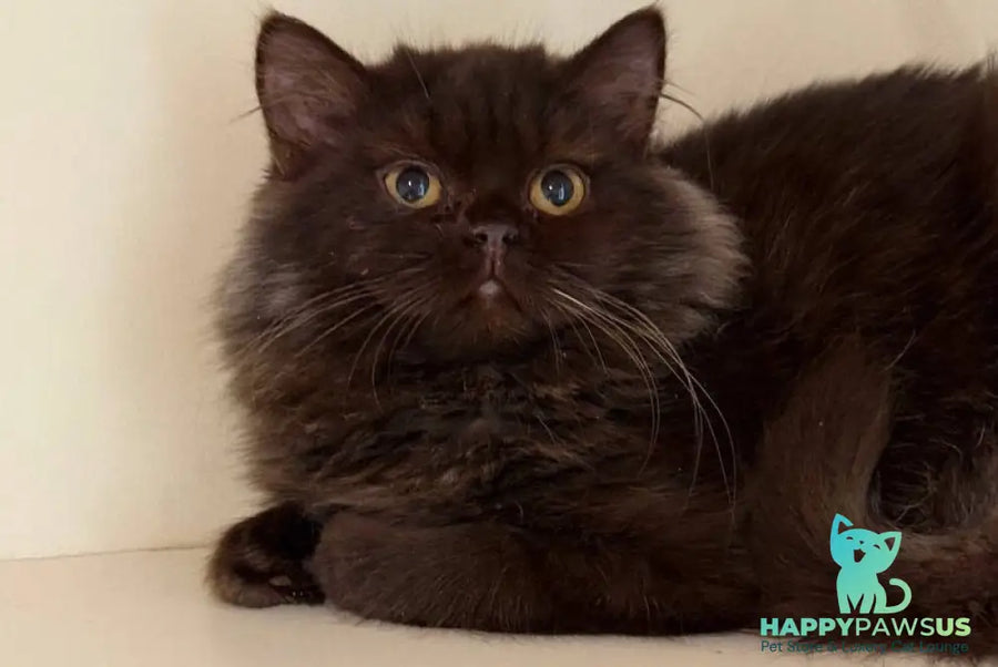 Finik British Longhair male chocolate - live animals