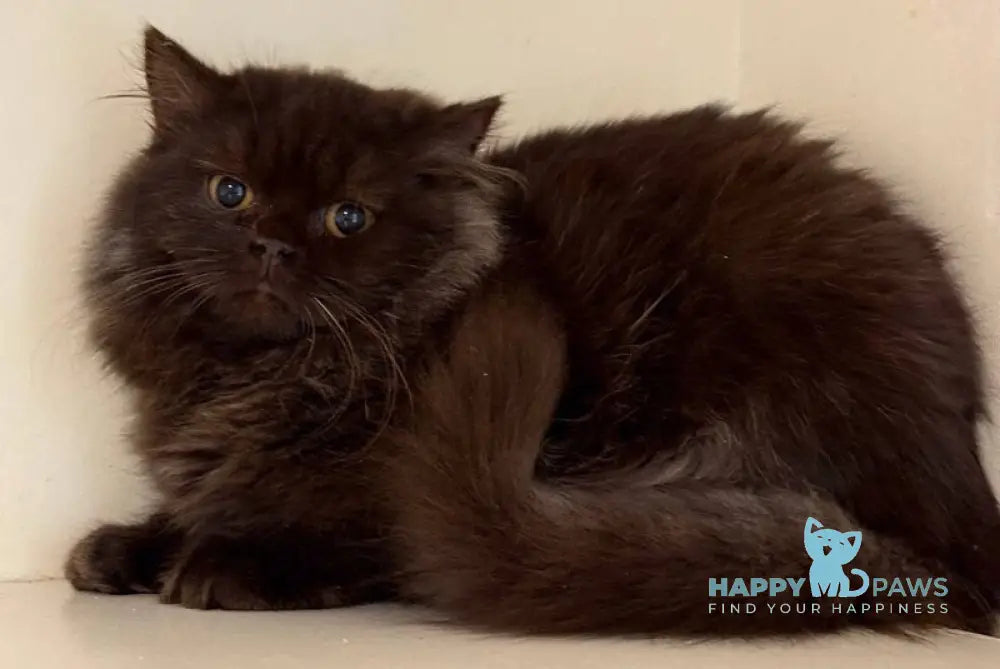 Finik British Longhair male chocolate - live animals