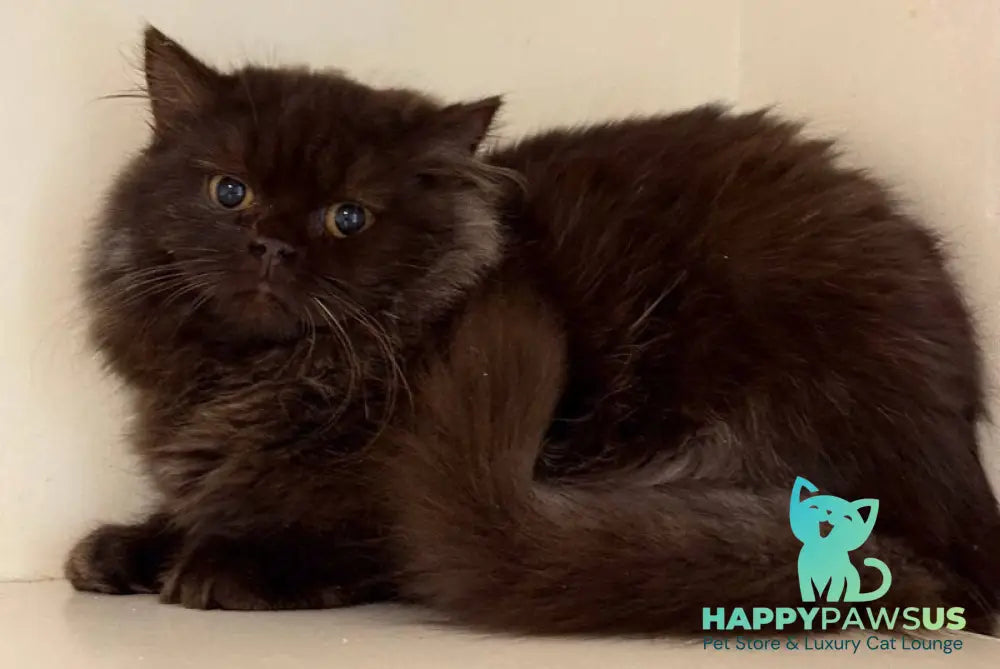 Finik British Longhair male chocolate - live animals