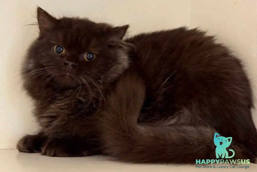 Finik British Longhair male chocolate - live animals