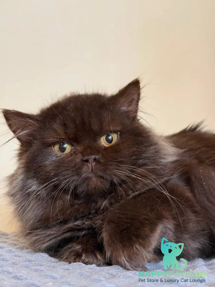 Finik British Longhair male chocolate - live animals