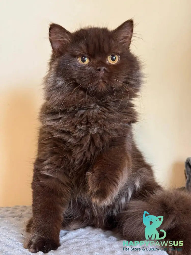 Finik British Longhair male chocolate - live animals