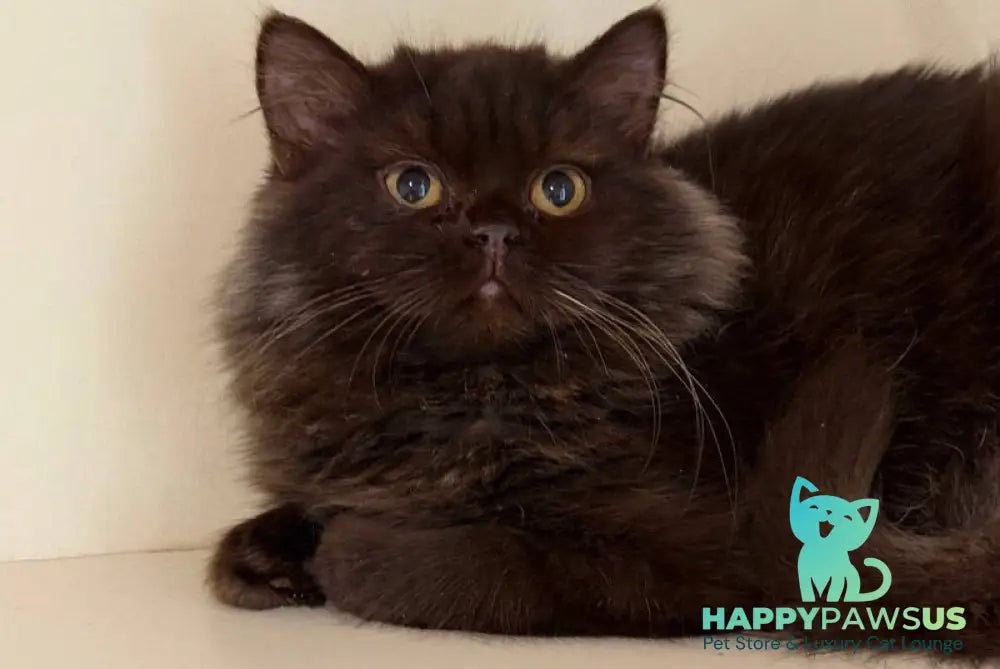 Finik British Longhair male chocolate - live animals