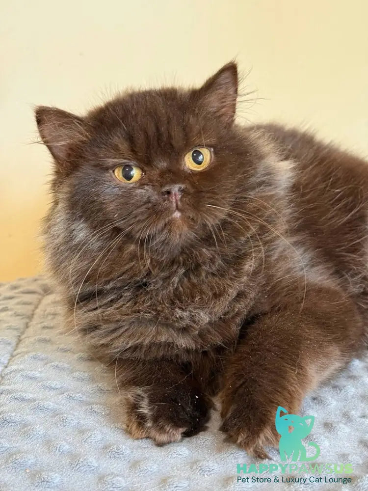 Finik British Longhair male chocolate - live animals