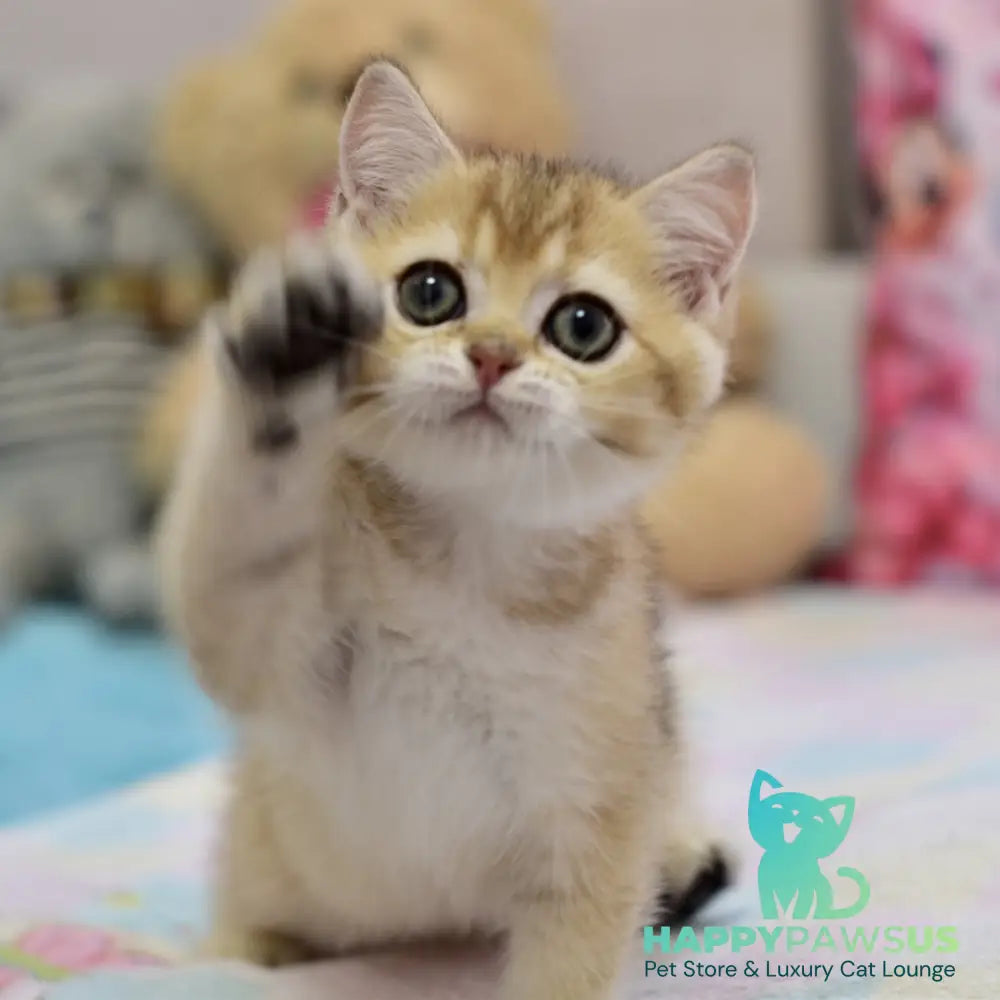 Finik British Shorthair female black golden ticked tabby - live animals