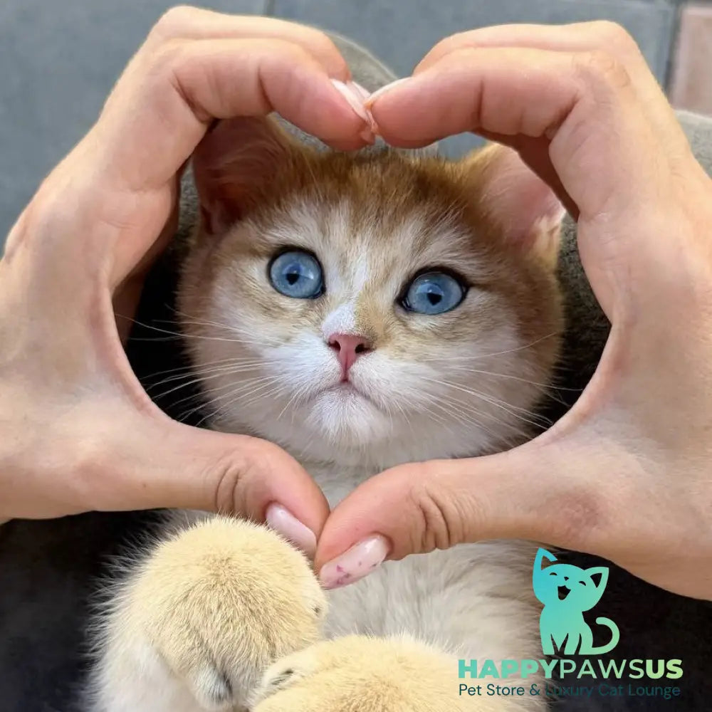 Finik British Shorthair male black golden shaded with white - live animals