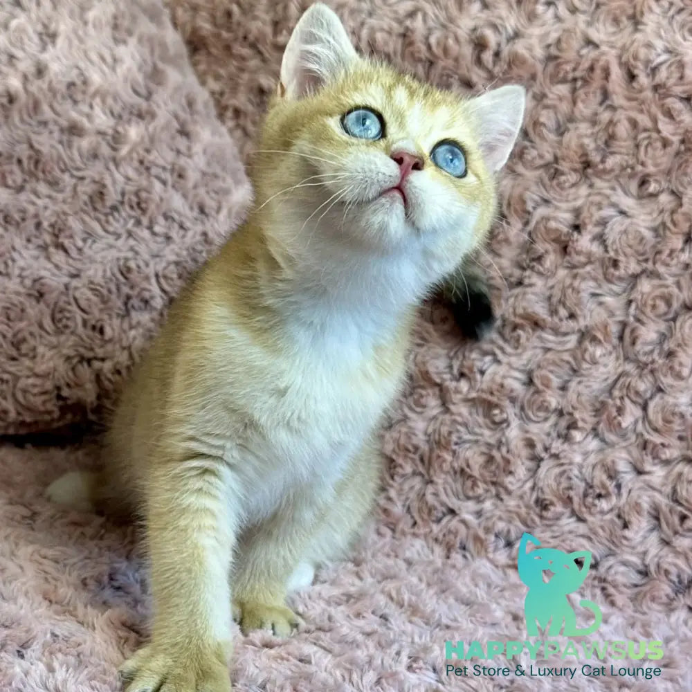 Finik British Shorthair male black golden shaded with white - live animals