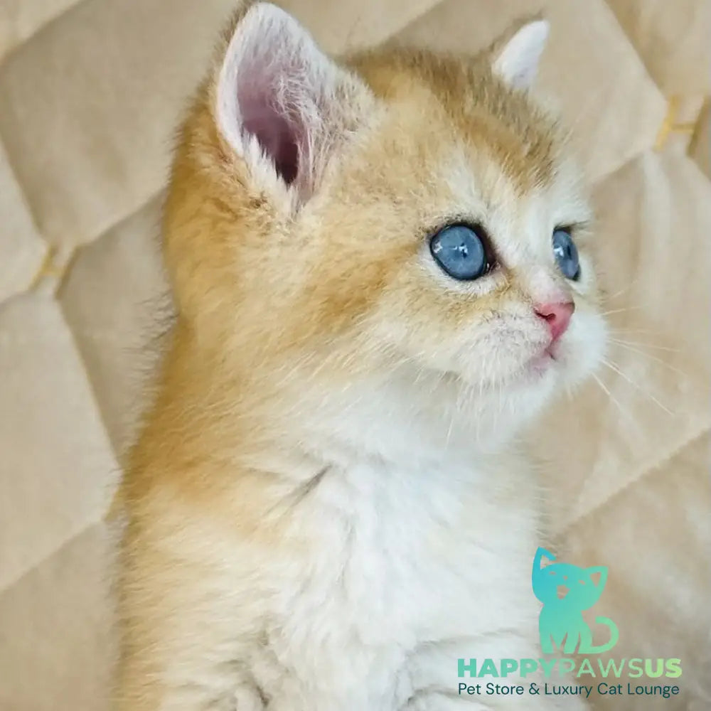 Finik British Shorthair male black golden shaded with white - live animals