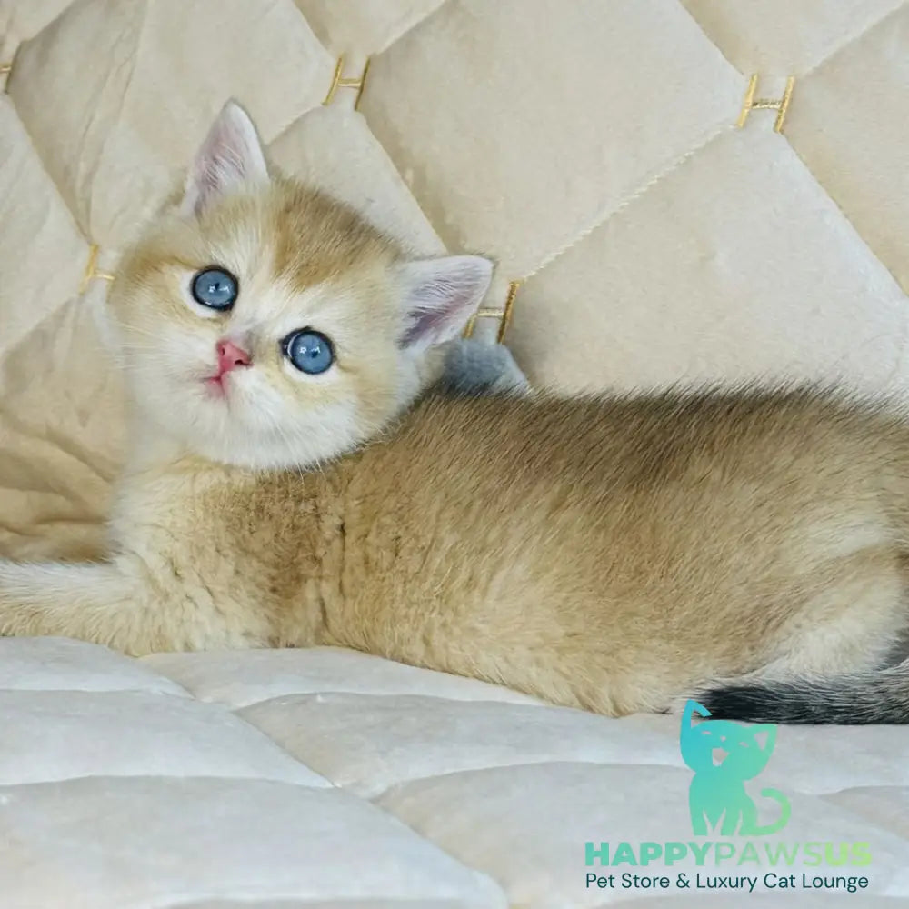 Finik British Shorthair male black golden shaded with white - live animals