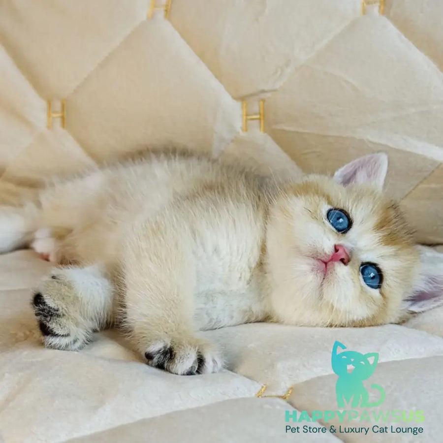 Finik British Shorthair male black golden shaded with white - live animals