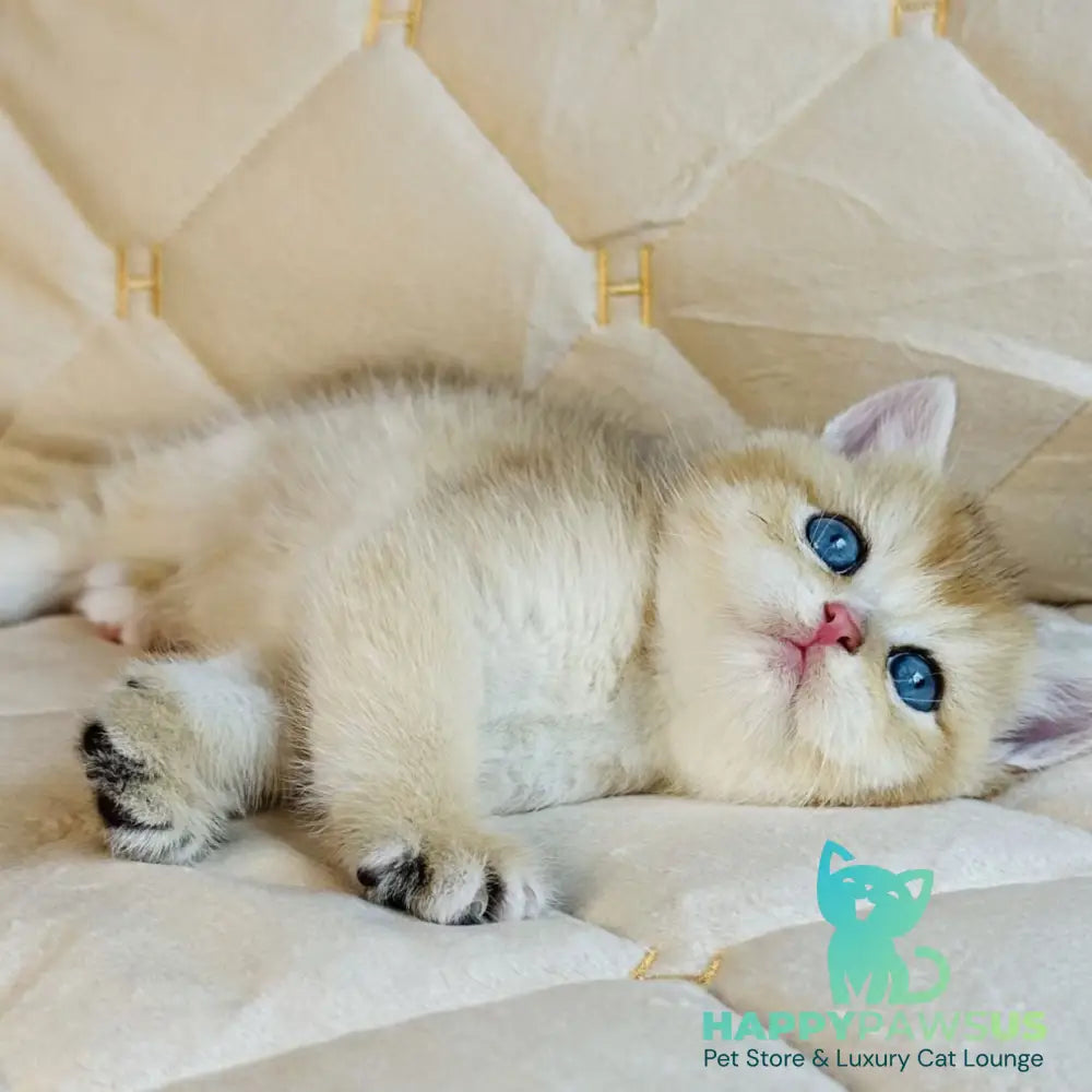 Finik British Shorthair male black golden shaded with white - live animals