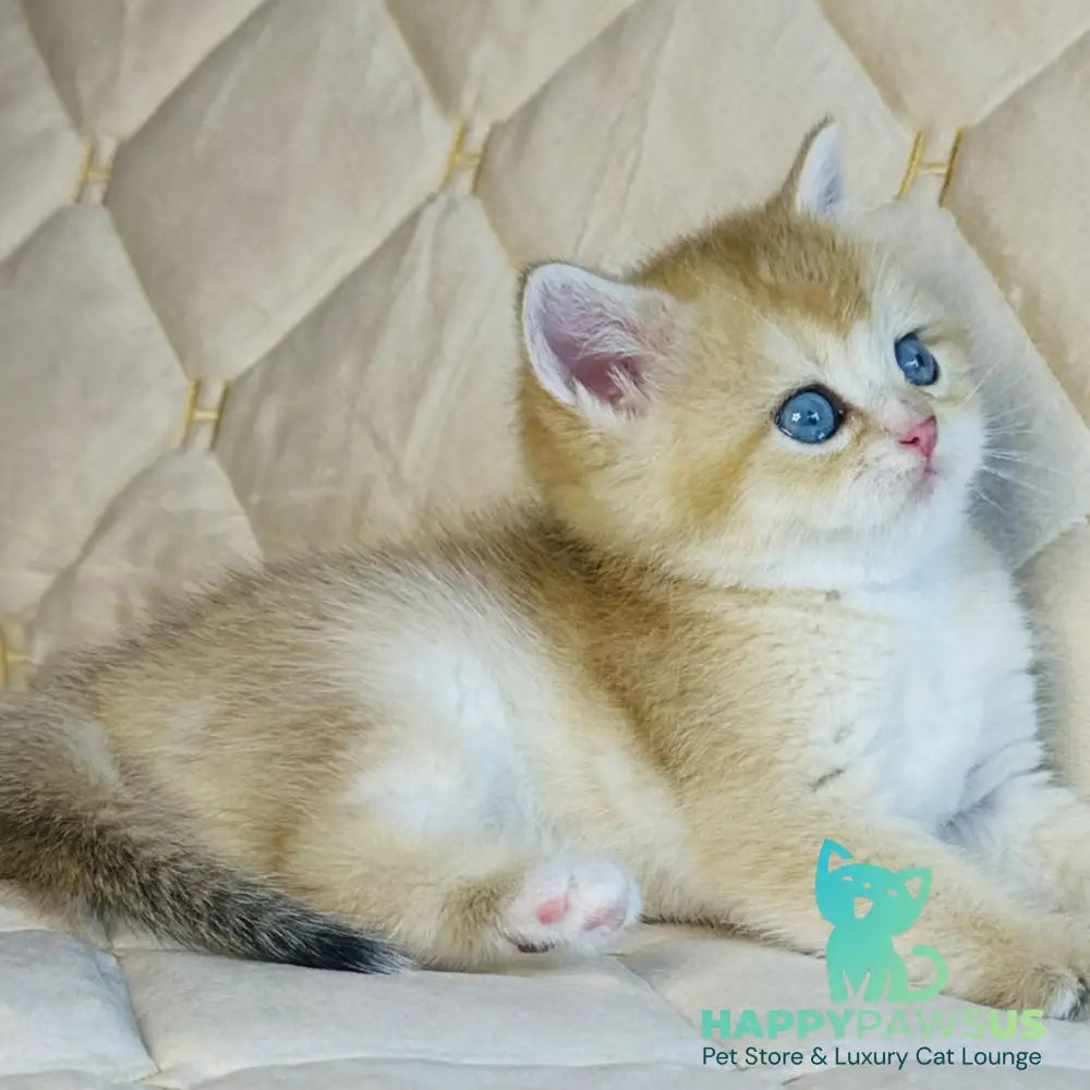 Finik British Shorthair male black golden shaded with white - live animals