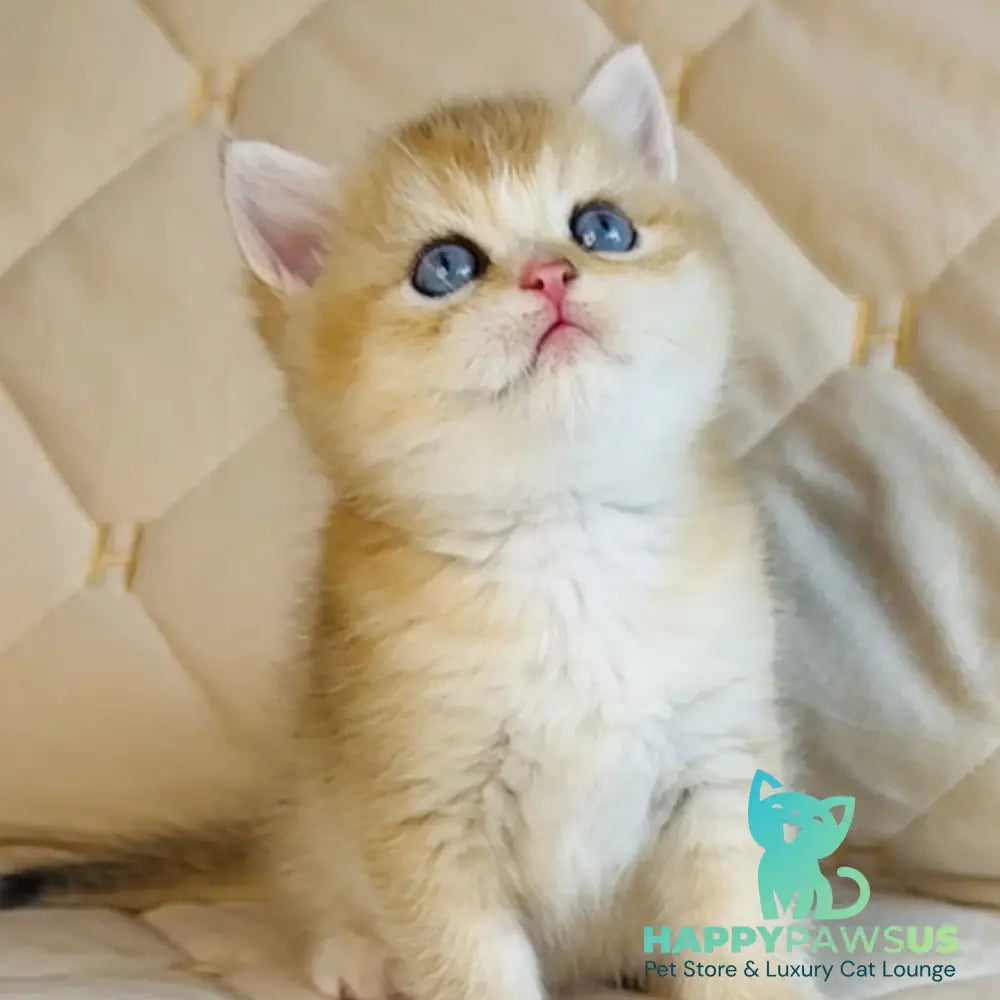 Finik British Shorthair male black golden shaded with white - live animals