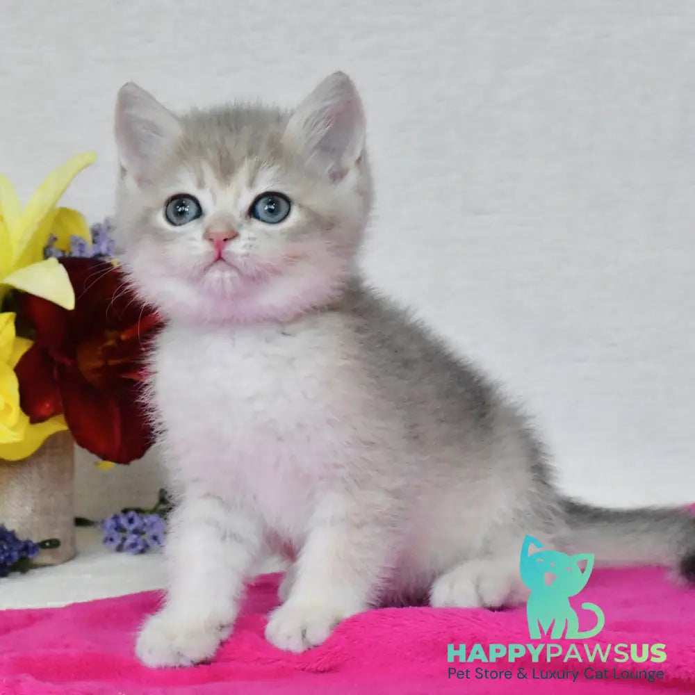Finik British Shorthair male blue golden shaded - live animals