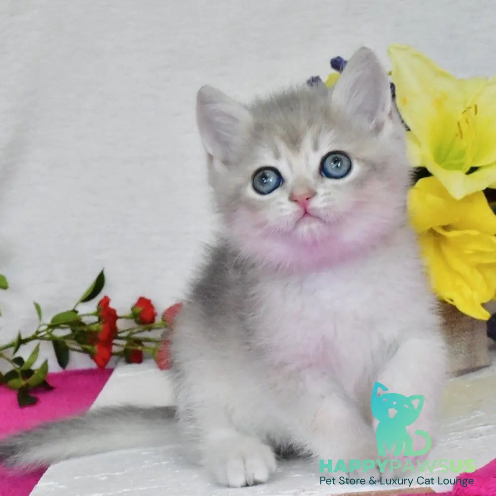 Finik British Shorthair male blue golden shaded - live animals
