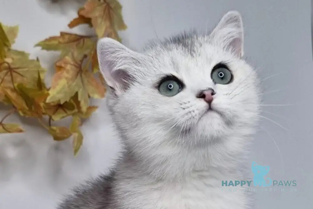 Finist British Shorthair male black silver shaded live animals