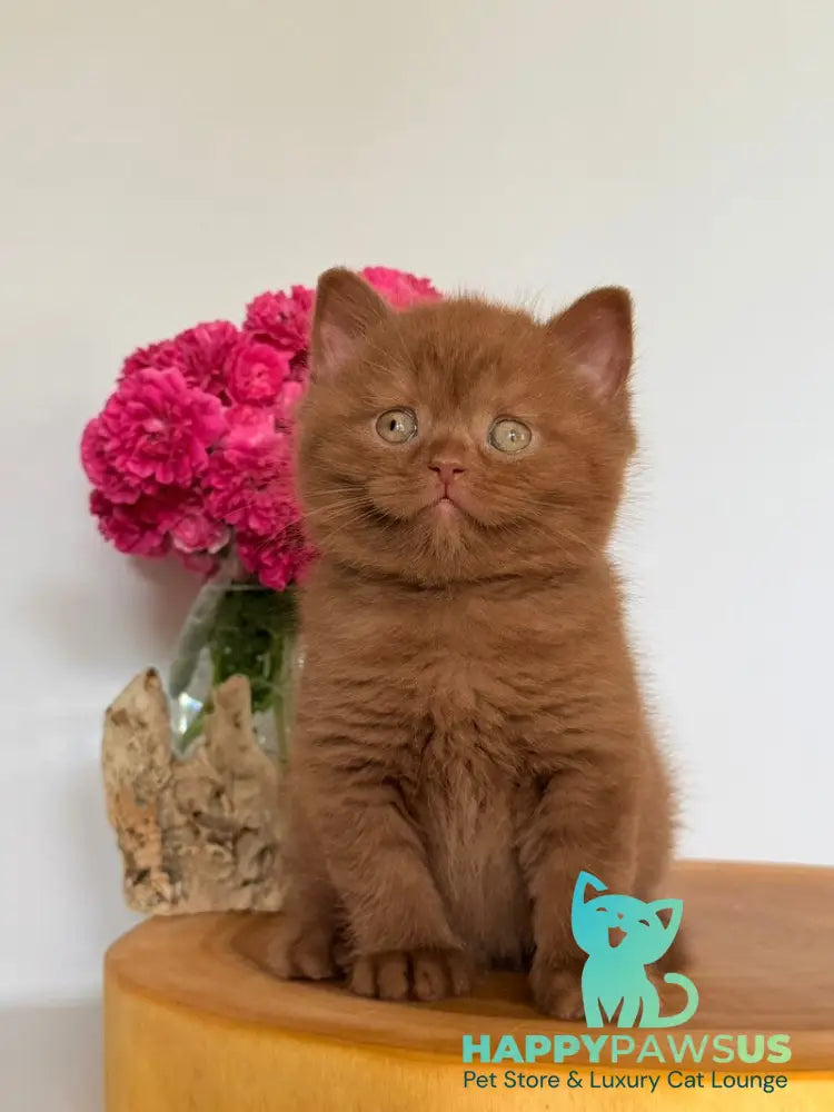 Finn British Shorthair male cinnamon - live animals