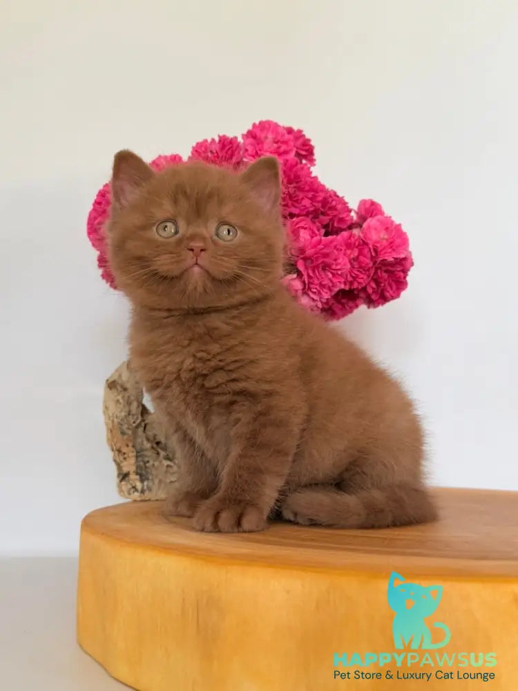 Finn British Shorthair male cinnamon - live animals