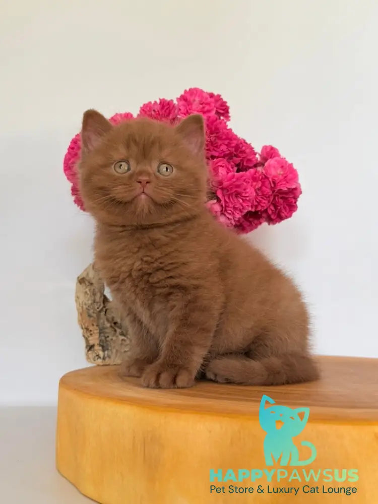Finn British Shorthair male cinnamon - live animals