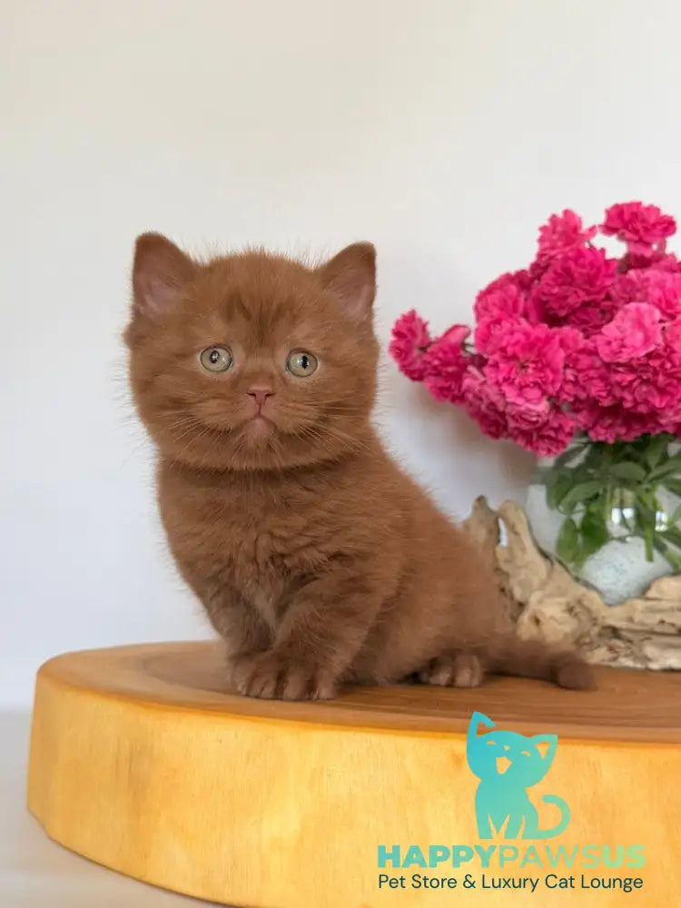 Finn British Shorthair male cinnamon - live animals