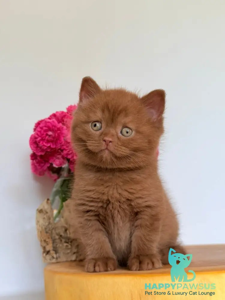 Finn British Shorthair male cinnamon - live animals