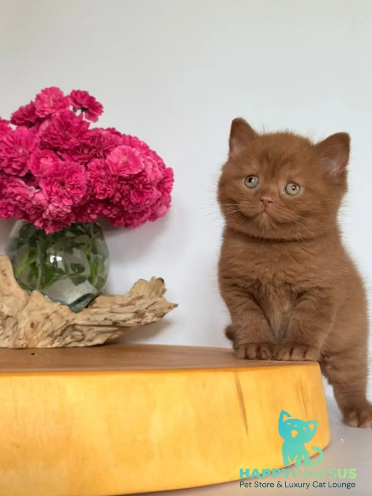 Finn British Shorthair male cinnamon - live animals
