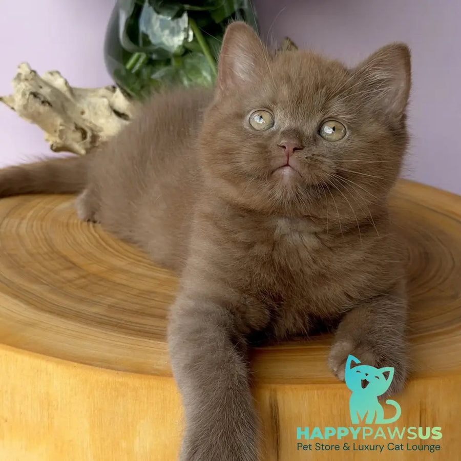 Finn British Shorthair male cinnamon - live animals