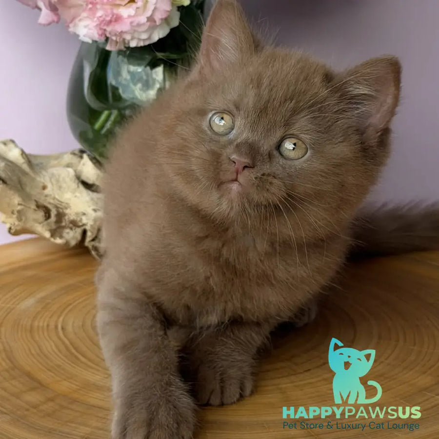 Finn British Shorthair male cinnamon - live animals