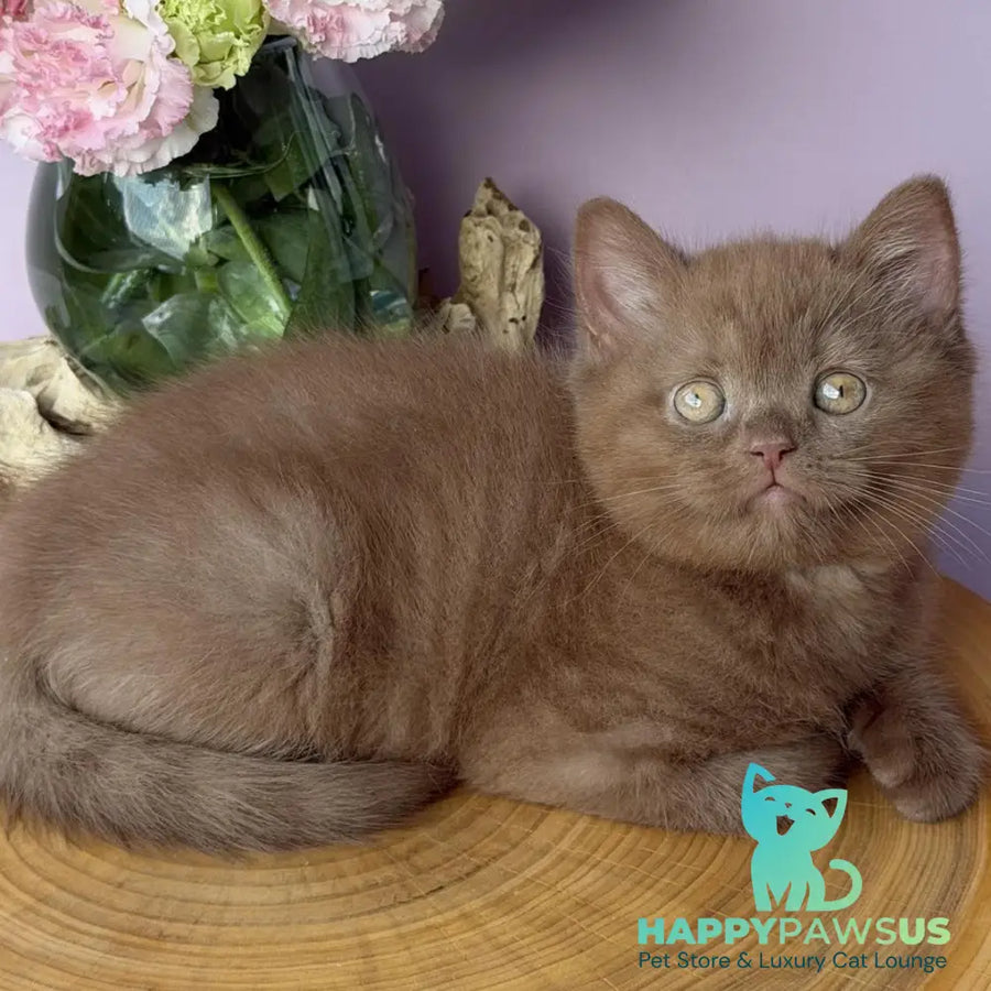 Finn British Shorthair male cinnamon - live animals