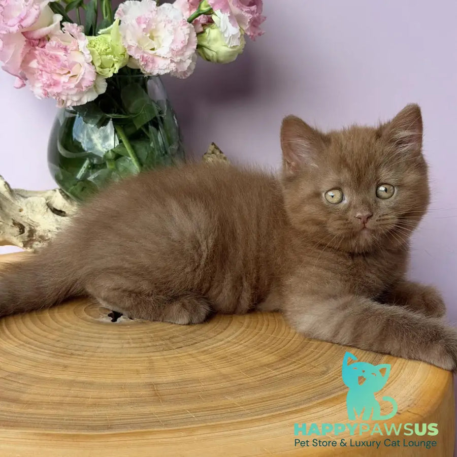 Finn British Shorthair male cinnamon - live animals