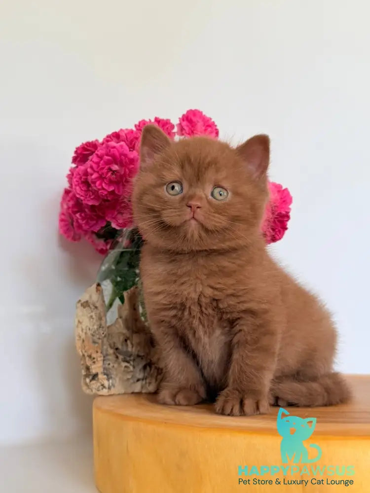 Finn British Shorthair male cinnamon - live animals