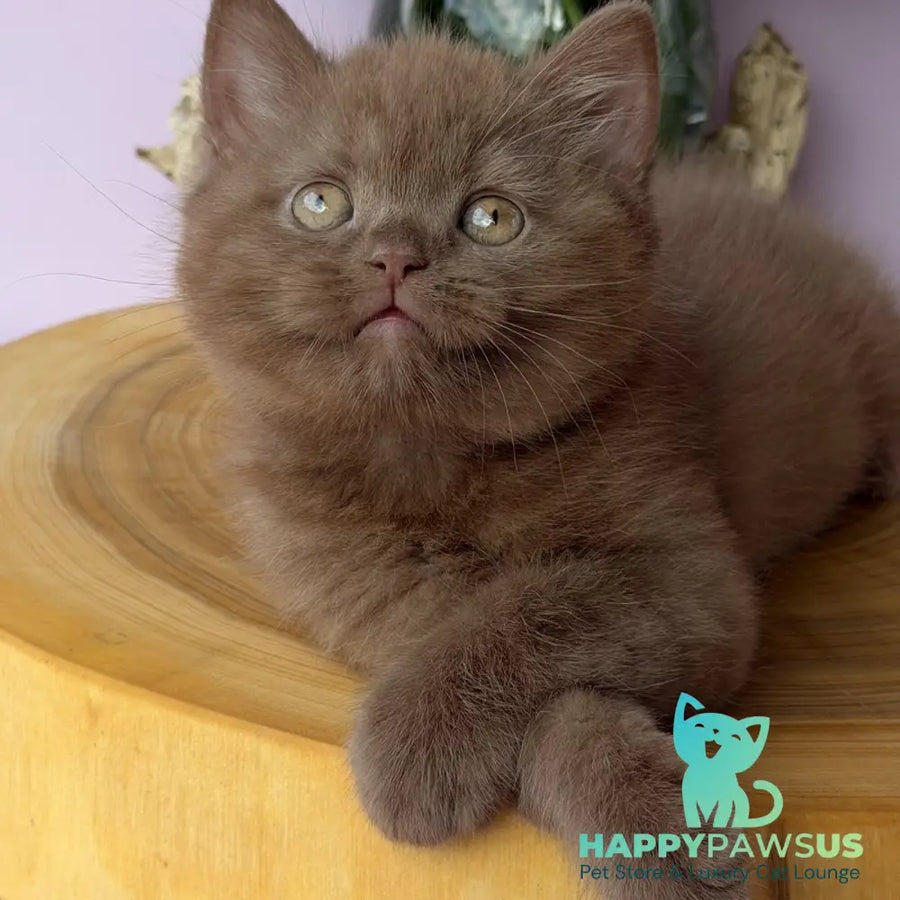 Finn British Shorthair male cinnamon - live animals