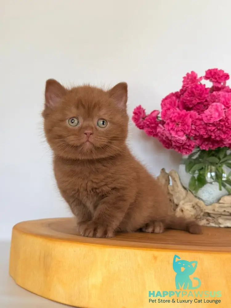 Finn British Shorthair male cinnamon - live animals