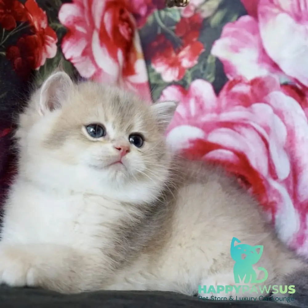 Finnick British Shorthair male blue golden shaded - live animals