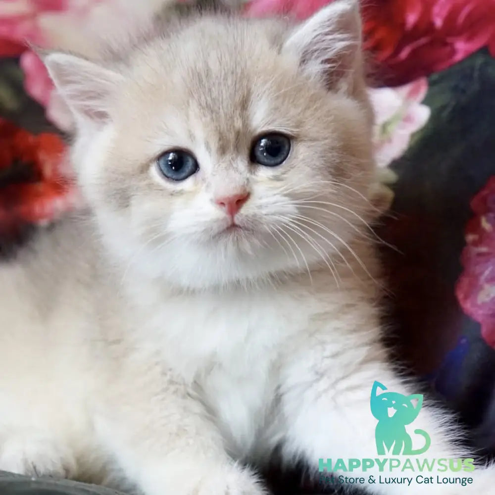 Finnick British Shorthair male blue golden shaded - live animals