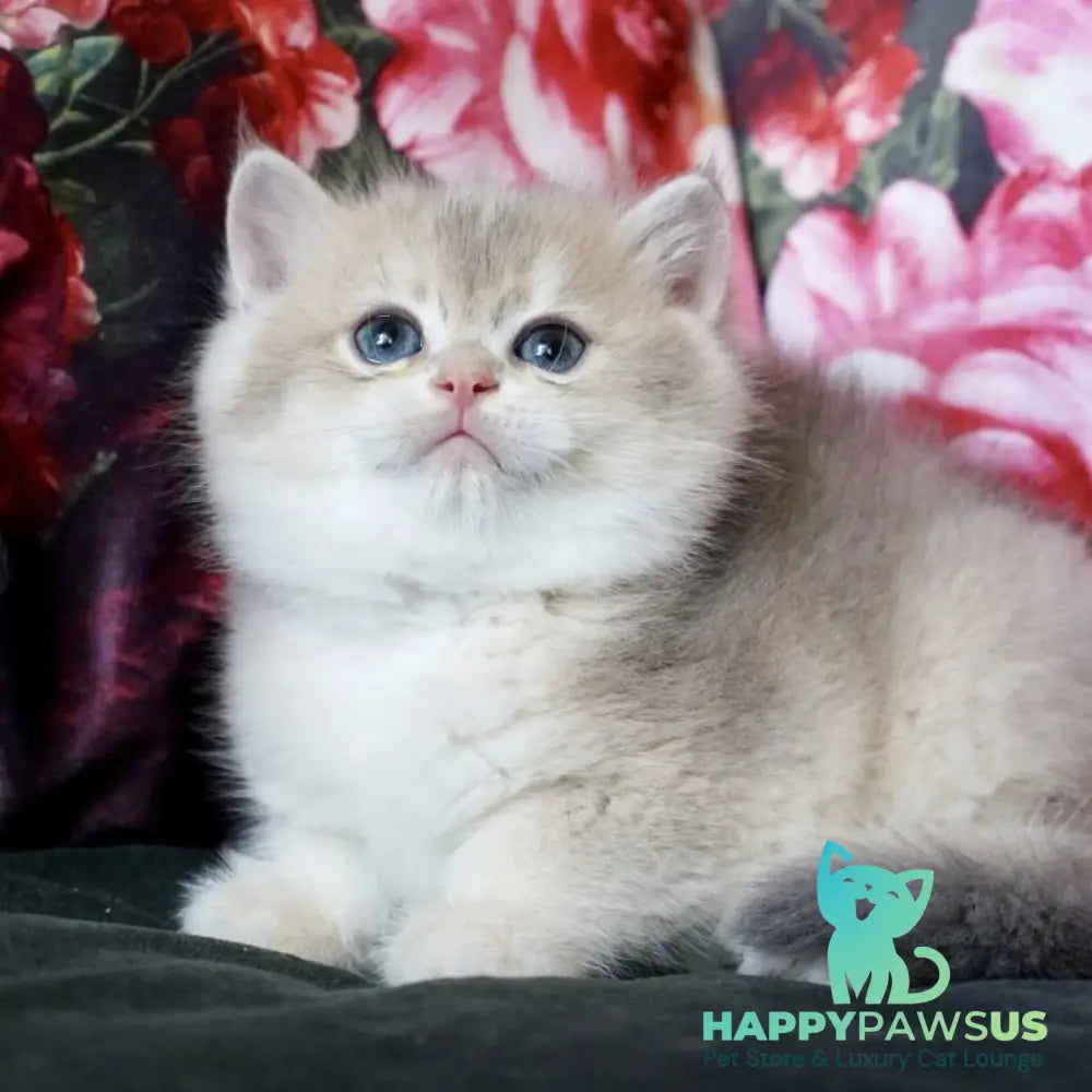 Finnick British Shorthair male blue golden shaded - live animals
