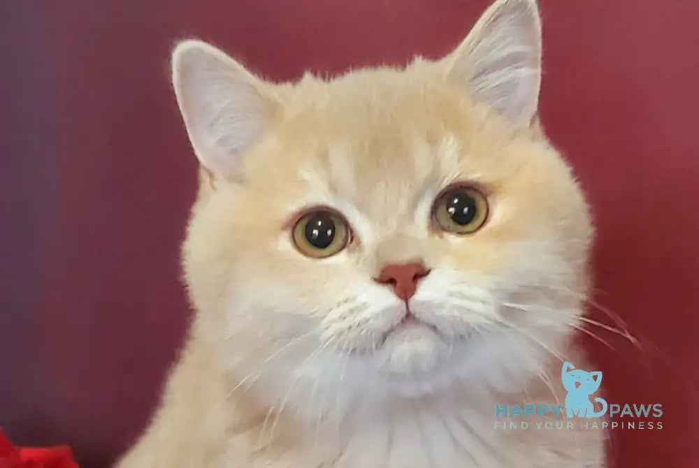 Finyk British Shorthair male lilac golden shaded live animals