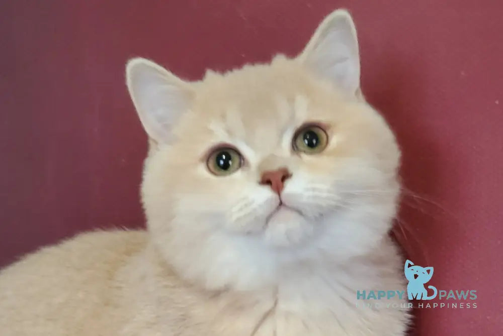 Finyk British Shorthair male lilac golden shaded live animals
