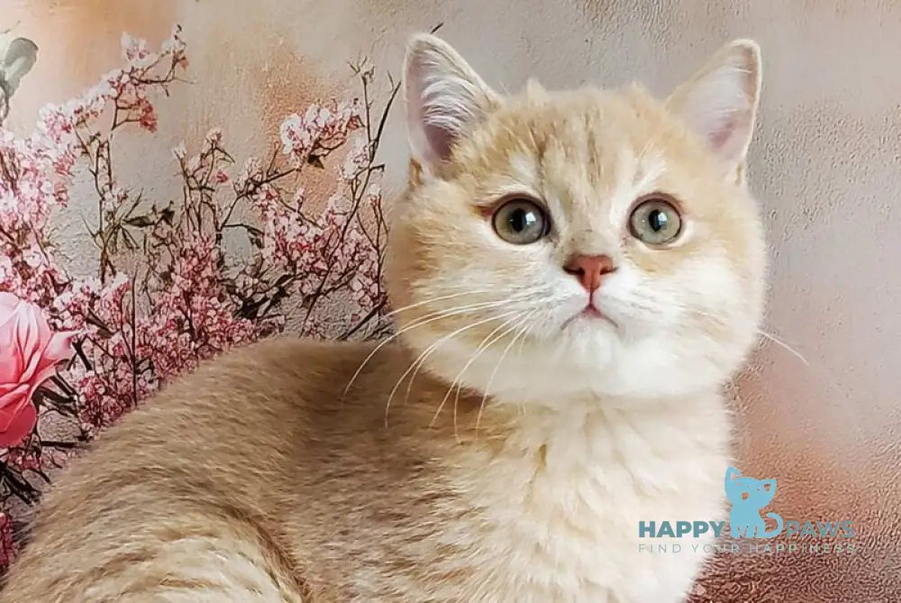 Finyk British Shorthair male lilac golden shaded live animals