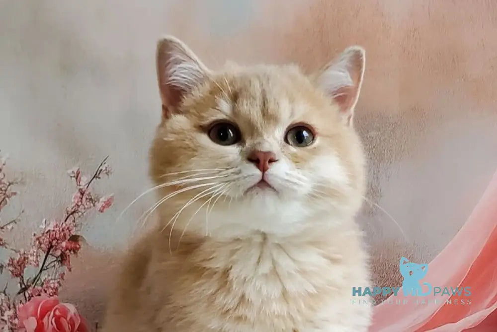 Finyk British Shorthair male lilac golden shaded live animals