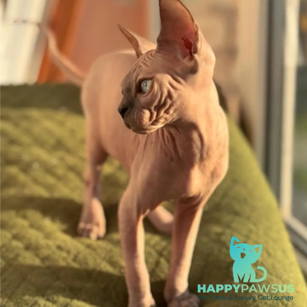 Fiona Canadian Sphynx female blue pointed - live animals