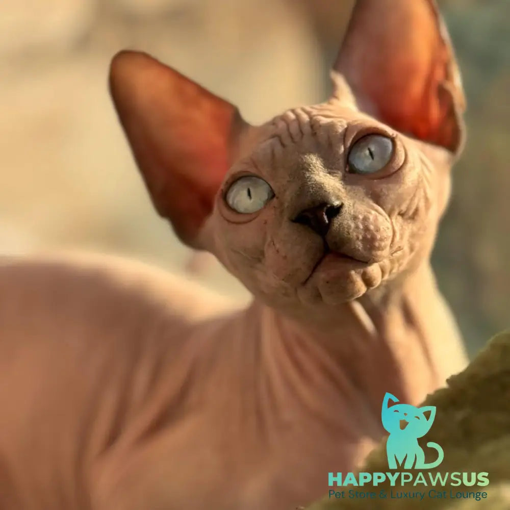 Fiona Canadian Sphynx female blue pointed - live animals