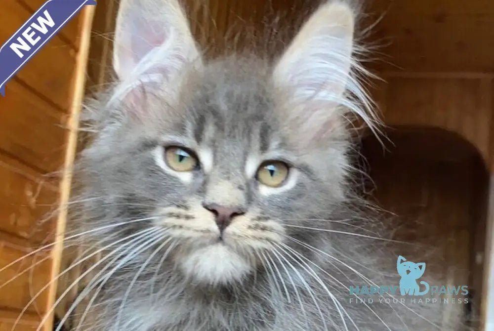 Fiona Maine Coon female blue tabby - live animals