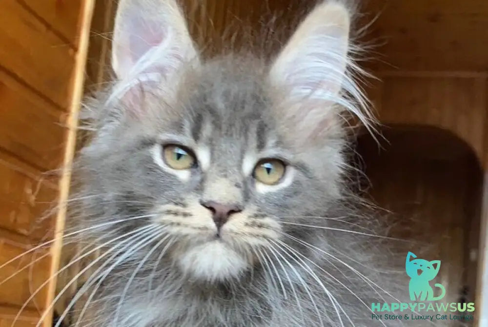 Fiona Maine Coon female blue tabby - live animals