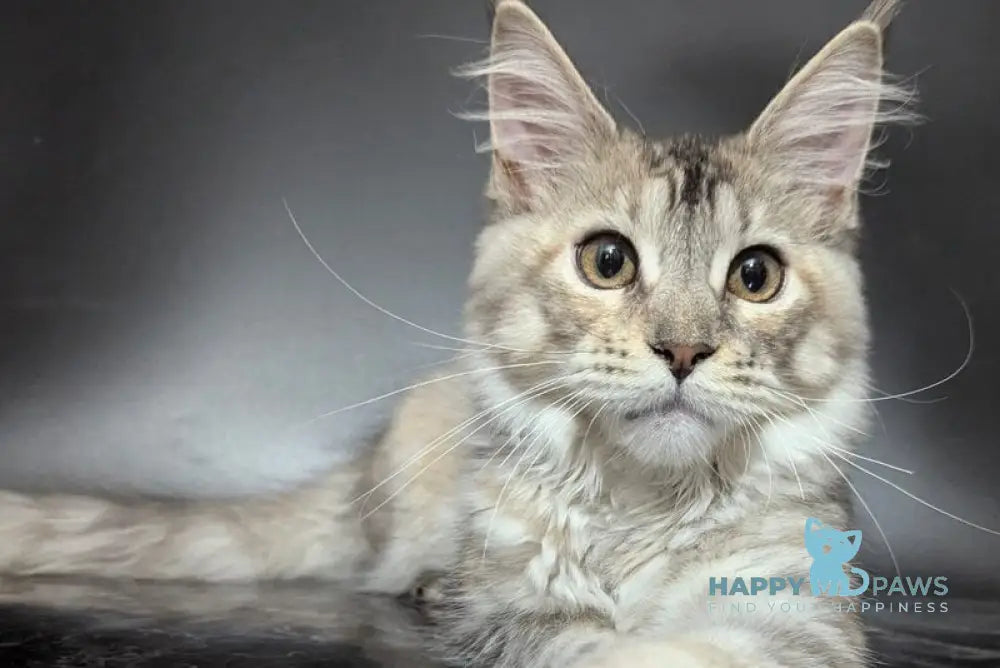 Fiona Maine Coon female polydactyl black tortie silver spotted tabby live animals