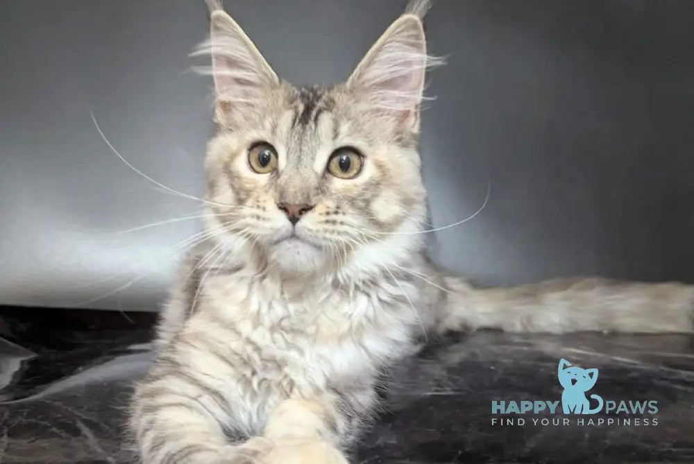 Fiona Maine Coon female polydactyl black tortie silver spotted tabby live animals